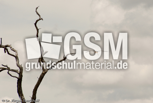 Marabu (29 von 33).jpg